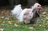 SHIH TZU 095